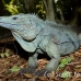 iguana_blue_qebp_gc_h_0207_cay0684.jpg